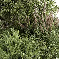 Lush Green Landscaping Shrubs With Diverse Foliage And Healthy Growth