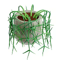 Hanging Plant With Green Long Trailing Stems In Gray Concrete Pot And Brown Soil
