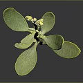 Fresh Green Plant With Stem Leaves And Small Flowers On Black Background