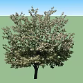 Arbor With Lush Green Leaves And White Flowers Against Blue Sky Background