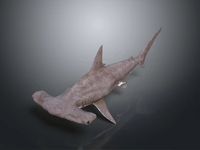 Hammerhead Shark An Aquatic Animal With Distinctive Hammer Shaped Head Swimming In Ocean 3d model