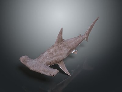 shark great white shark whale shark hammerhead shark tiger head shark man-eating shark blue shark coral red coral white coral 3d model