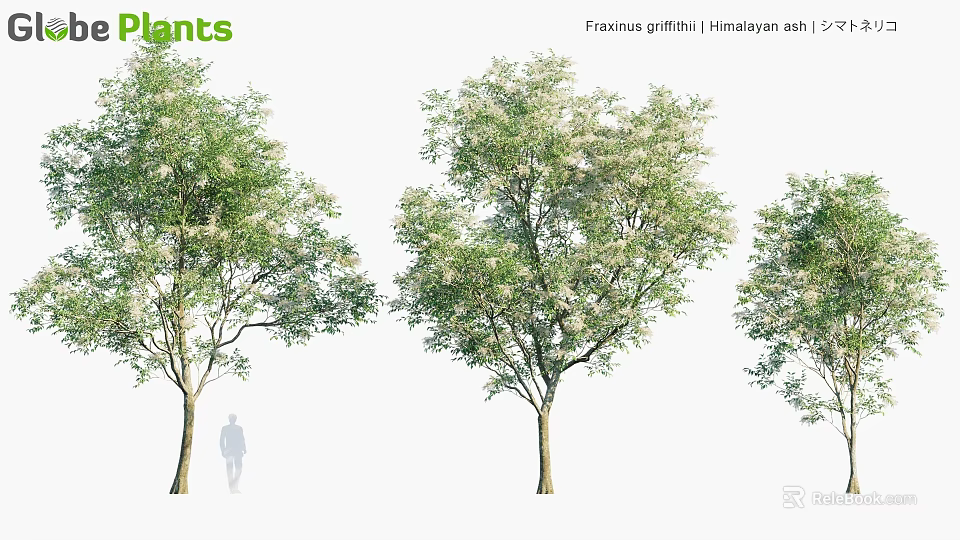 Himalayan Ash Trees Fraxinus Griffithii With Lush Green Foliage And Natural Growth 3d model 