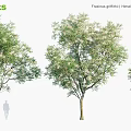 Himalayan Ash Trees Fraxinus Griffithii With Lush Green Foliage And Natural Growth
