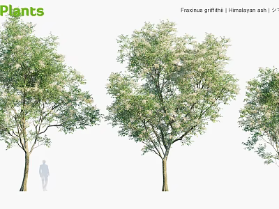 Himalayan Ash Trees Fraxinus Griffithii With Lush Green Foliage And Natural Growth 3d model