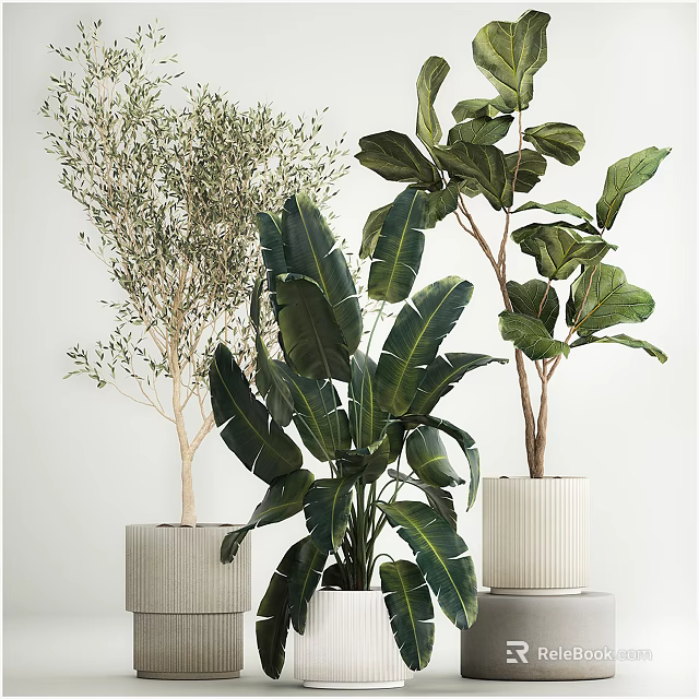 Indoor Decorative Potted Plants with Olive Tree and Banana Leaf in Modern Textured Planters 3d model 