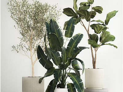 Indoor Decorative Potted Plants with Olive Tree and Banana Leaf in Modern Textured Planters 3d model