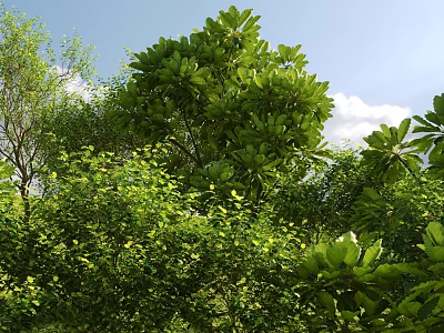 Lush Green Shrubs With Vibrant Foliage In Sunlit Natural Setting Surrounded By Trees 3d model