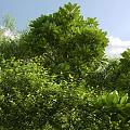 Lush Green Shrubs With Vibrant Foliage In Sunlit Natural Setting Surrounded By Trees