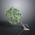 Realistic 3D Decorative Tree With Curved Trunk Textured Roots And Lush Green Foliage