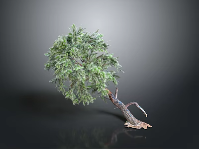 Realistic 3D Decorative Tree With Curved Trunk Textured Roots And Lush Green Foliage 3d model
