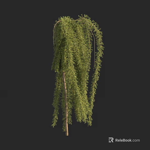 Weeping Willow Tree With Long Hanging Branches And Lush Green Leaves 3d model 