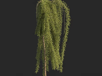 Weeping Willow Tree With Long Hanging Branches And Lush Green Leaves 3d model