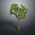 Joshua Tree With Brown Trunk And Green Needle Like Leaves In Unique Shape