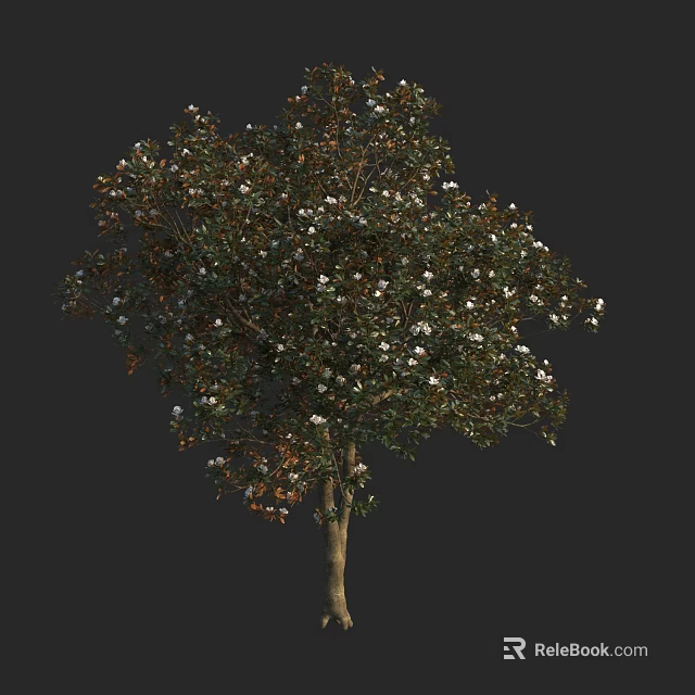 Full Grown Flowering Arbor With Lush Green Foliage White Blossoms And Brown Trunk 3d model 