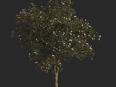 Full Grown Flowering Arbor With Lush Green Foliage White Blossoms And Brown Trunk 3d model