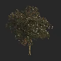 Full Grown Flowering Arbor With Lush Green Foliage White Blossoms And Brown Trunk
