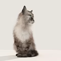 Fluffy Grey Cat With Green Eyes In Side View On White Background
