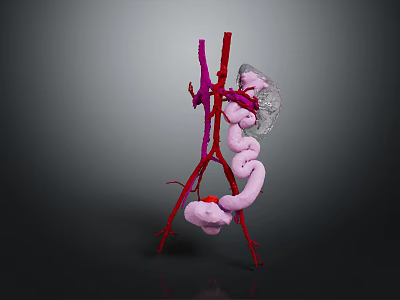 3D Rendering of Abdominal Organs Anatomy with Vessels and Intestines Structure 3d model