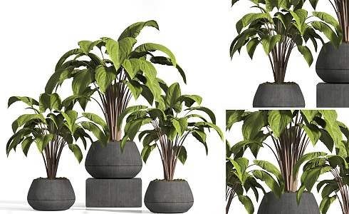 Modern Indoor Potted Plant Green Plant Potted Plant Outdoor Green Plant Potted Plant Potted Plant Potted Plant Potted Plant Potted Plant 3d model