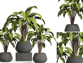 Modern Indoor Potted Plant Green Plant Potted Plant Outdoor Green Plant Potted Plant Potted Plant Potted Plant Potted Plant Potted Plant 3d model