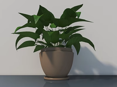 Indoor Plant With Large Green Leaves In Brown Pot On Gray Surface With White Wall 3d model