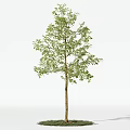 Green Leafy Arbor Tree With Straight Brown Trunk And Grass Base On White Background 3d model
