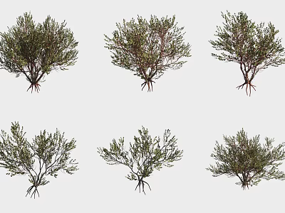 Different Types of Garden Shrubs with Exposed Roots and Green Foliage 3d model