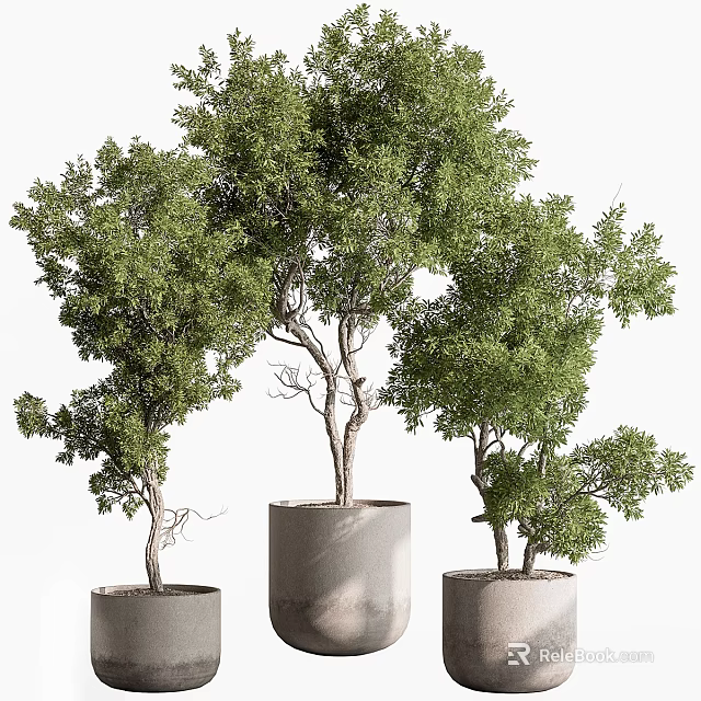 Lush Green Bonsai Trees in Gray Cylindrical Pots with Curved Trunks 3d model 