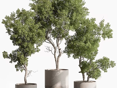 Lush Green Bonsai Trees in Gray Cylindrical Pots with Curved Trunks 3d model