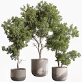 Lush Green Bonsai Trees in Gray Cylindrical Pots with Curved Trunks