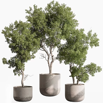 Lush Green Bonsai Trees in Gray Cylindrical Pots with Curved Trunks 3d model