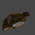 Delicious Fresh Brown Green Spotted Fish With Textured Body And Fins