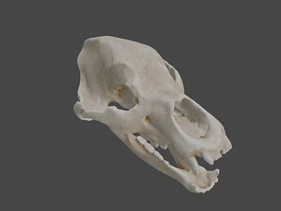 3D Rendered Animal Skull With Detailed Anatomical Features And Gray Background 3d model