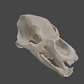 3D Rendered Animal Skull With Detailed Anatomical Features And Gray Background