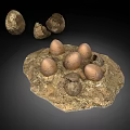 Whole and Cracked Eggs Displayed on Rocky Earthy Base Surface Arrangement