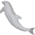 Gray Dolphin With Streamlined Body Open Mouth And Sharp Teeth In Water 3d model
