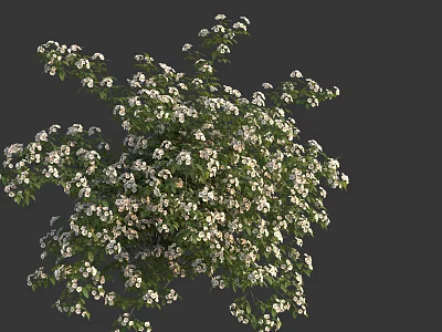 Lush Green Bush With White Small Flowers Against Gray Background 3d model