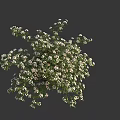 Lush Green Bush With White Small Flowers Against Gray Background