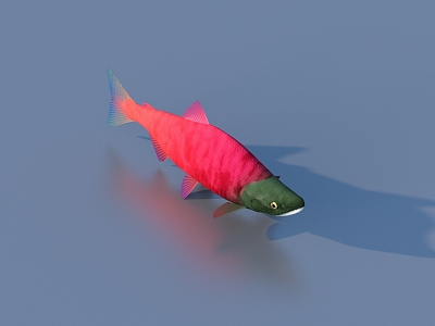 goldfish ornamental fish pet fish koi carp 3d model