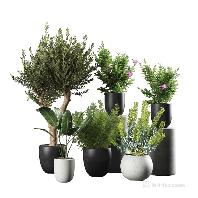 Bonsai Potted Plants Featuring Olive Tree Purple Flowers and Green Foliage in Black White Pots 3d model 