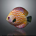 Colorful Discus Fish With Orange White Stripes Green Tail Black Fins Red Eyes And Reflection