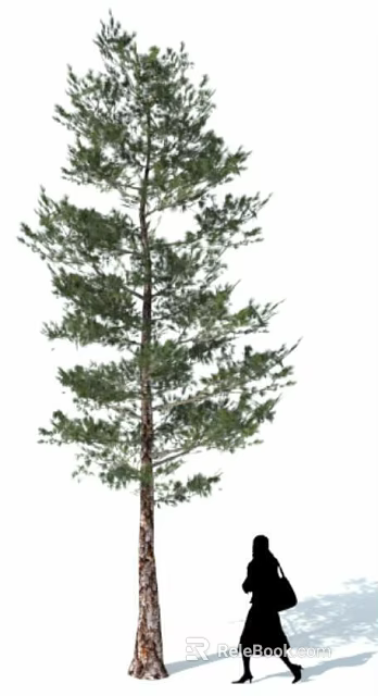 Tall Healthy Arbor With Lush Green Foliage And Strong Straight Trunk 3d model 