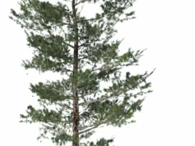 Tall Healthy Arbor With Lush Green Foliage And Strong Straight Trunk 3d model