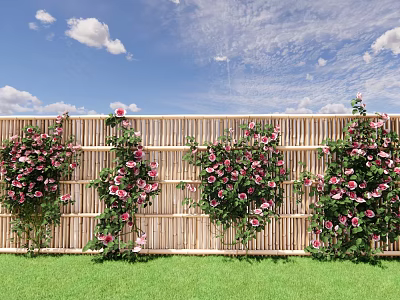 Beautiful Pink Roses Climbing Bamboo Fence With Green Grass And Blue Sky 3d model