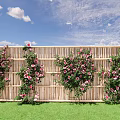 Beautiful Pink Roses Climbing Bamboo Fence With Green Grass And Blue Sky