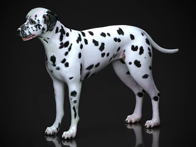 Realistic Dalmatian Dog With White Coat And Black Spots Standing On Black Background 3d model