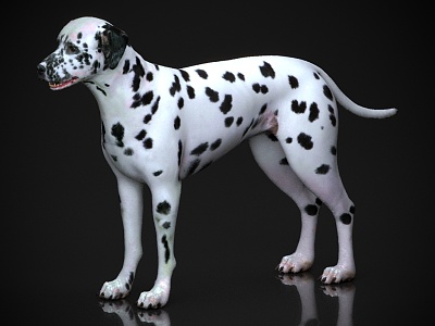 Animal Dalmatians Pet 3d model