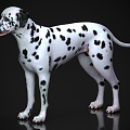 Animal Dalmatians Pet 3d model