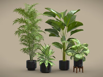 Indoor Potted Plants With Various Green Leaves In Black Pots And Small Stool 3d model